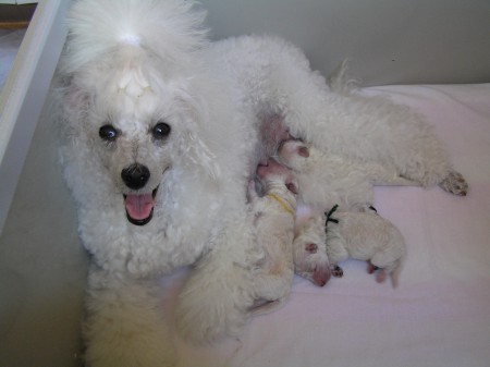 ... mám hezká štěňátka!